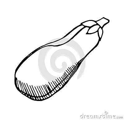 eggplant, hand drawn with a pen Vector Illustration